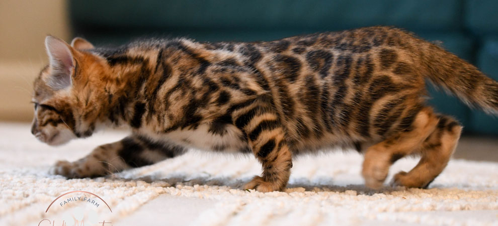 Bengal kitten for sale